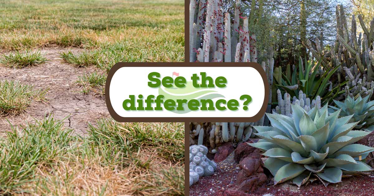 Desert Plants to Add to Your Lawn in Nevada