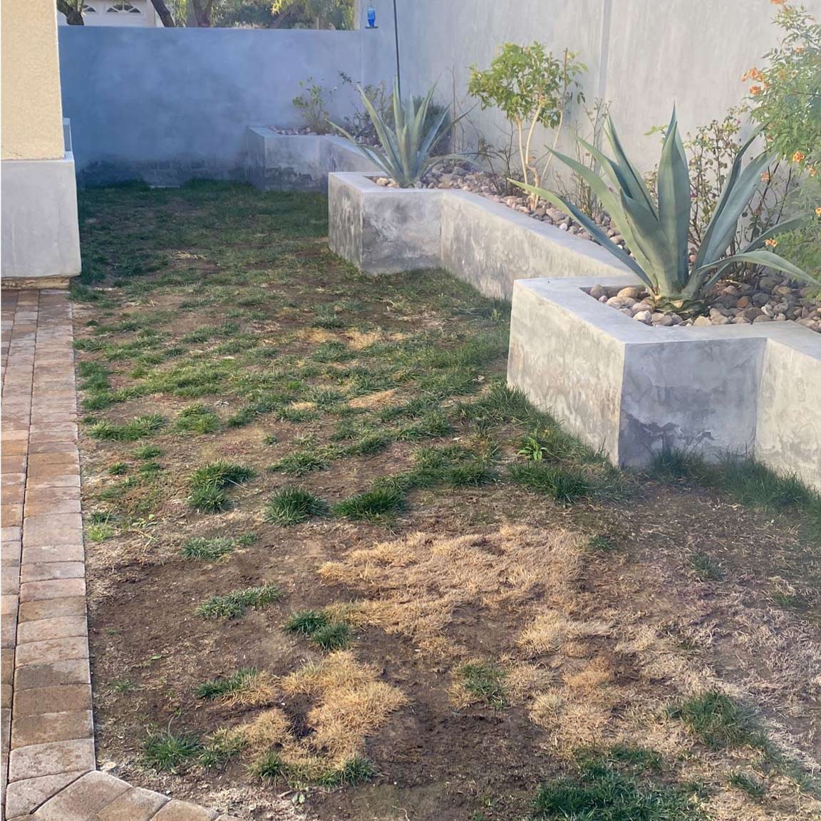 Front yard turf